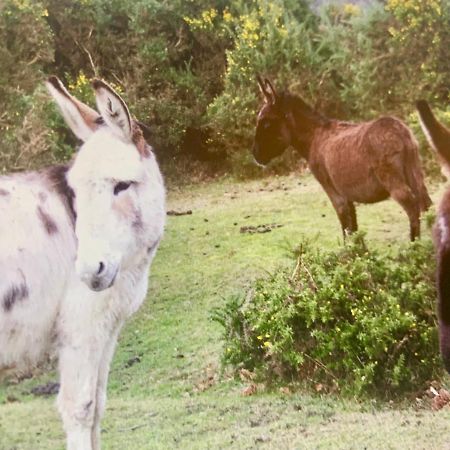 Shorefield Country Park, Where The New Forest Meets The Sea, Passes For All Entertainment Included Milford on Sea Esterno foto