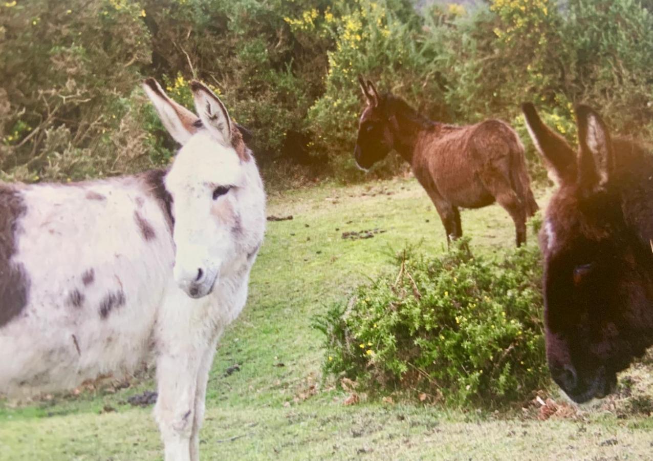 Shorefield Country Park, Where The New Forest Meets The Sea, Passes For All Entertainment Included Milford on Sea Esterno foto